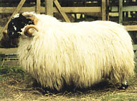 ウール　羊毛
